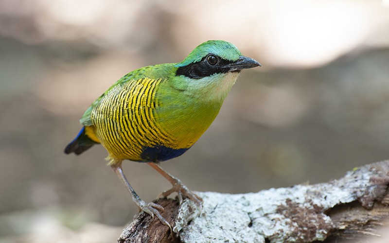 Bar-bellied Pitta (Hydrornis elliotii) at Cat Tien Bird Hides - Southern Vietnam. Photo by: Bui Duc Tien - Vietnam Bird Photography Tours - Vietbirdphototours.com
